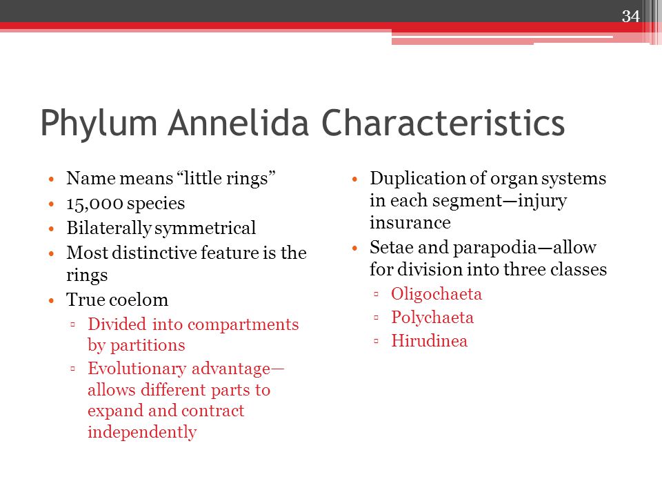 Write an essay on classification of phylum annelida